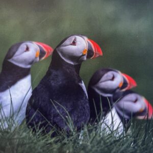 Postkort - 4 Lundar sita í grasi